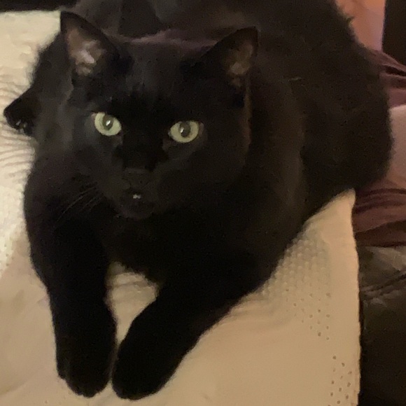 Meet your Posher, Dawn - Picture 1 of 1